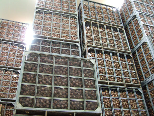 築地産業,ムキ玉ねぎ,玉ねぎ,カット野菜,青果仲卸,輸入,輸出